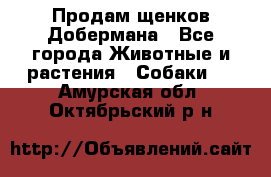 Продам щенков Добермана - Все города Животные и растения » Собаки   . Амурская обл.,Октябрьский р-н